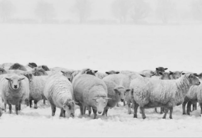 Conspiracies and the Dark Mystery of the Mass Sheep Deaths of Skull Valley