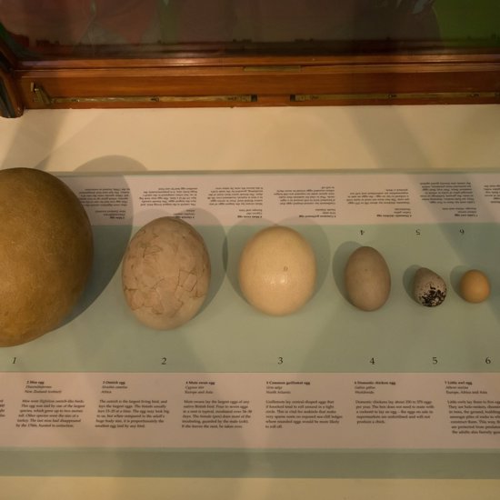 Antarctica’s “Deflated Football” Is Actually The World’s Largest Soft-Shell Egg
