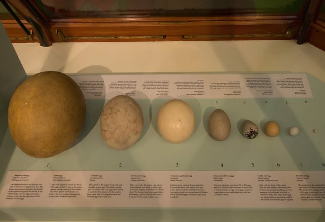 Antarctica’s “Deflated Football” Is Actually The World’s Largest Soft-Shell Egg