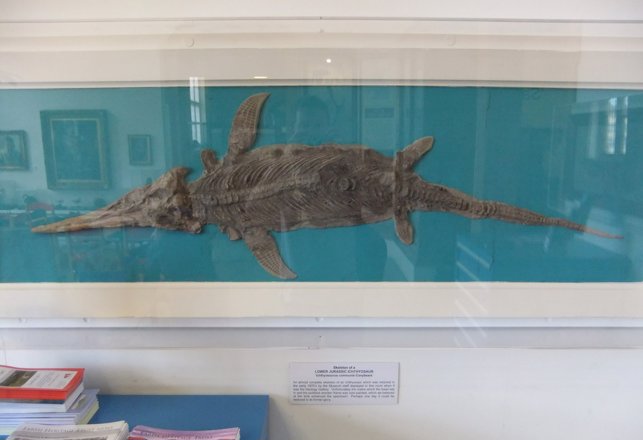 246-Million-Year-Old Pregnant Ichthyosaur Identified As A New Species