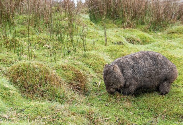 Prehistoric Australian “Gentle Giant” Identified As A New Species