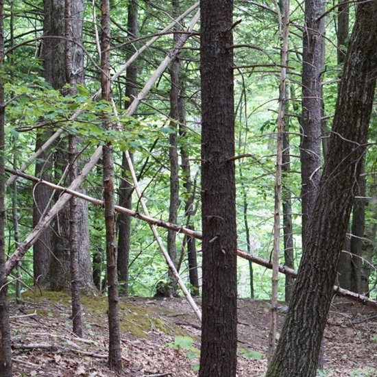 New York Bigfoot Encounter Update With Details and Photos