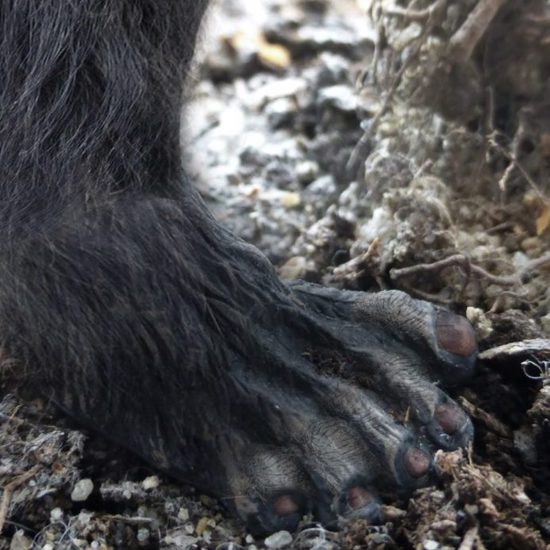 Bigfoot Sighting in New York — Shutdown Over?