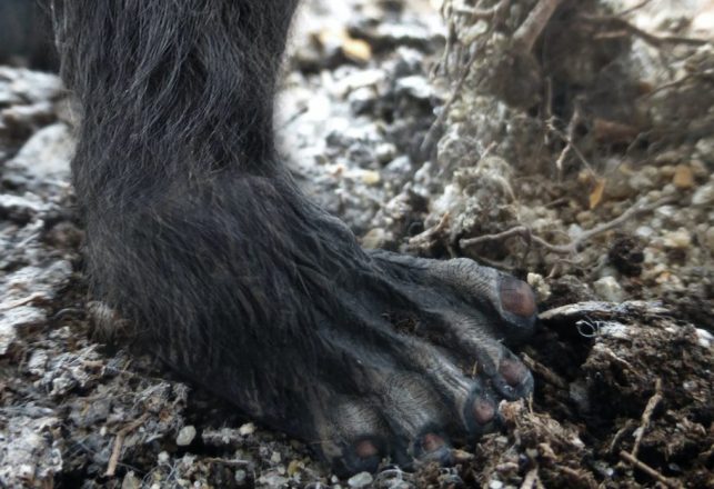 Three Australians Spot a Yowie in a Known Yowie Hot Spot