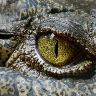 Reptilians, Shapeshifters and Madness: Conspiratorial Craziness That Never Goes Away
