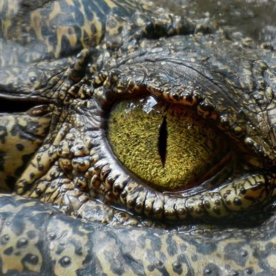 Things Could Be Worse — Crocodiles Once Ran Upright on Two Legs