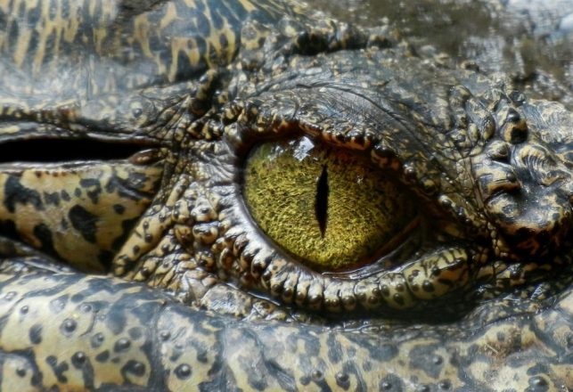 Reptilians, Shapeshifters and Madness: Conspiratorial Craziness That Never Goes Away