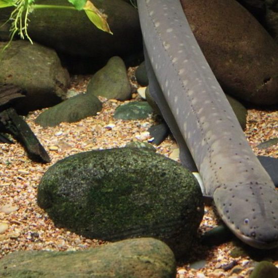 Giant Eels and the Loch Ness Monsters: Problems with the Neck