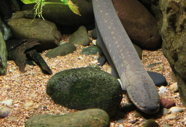 Giant Eels and the Loch Ness Monsters: Problems with the Neck