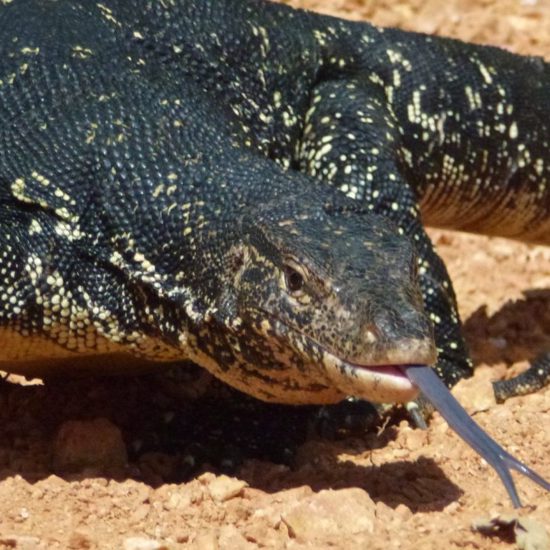 Monster-Reptiles Living in Australia?