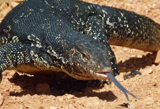 Monster-Reptiles Living in Australia?