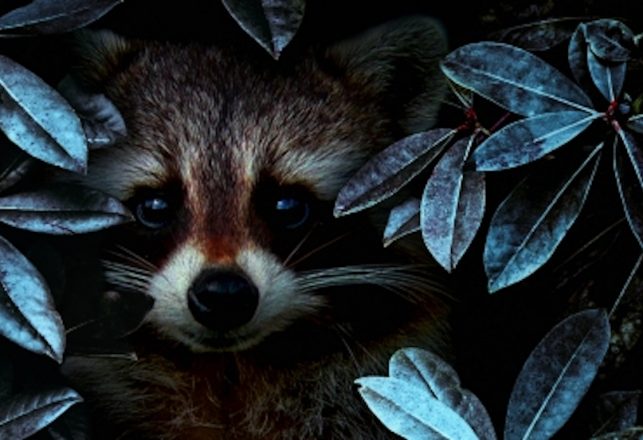 A Nobel Prize Winning Biochemist Encounters an Alien Glowing, Talking Raccoon