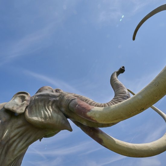 Ancient Mammoth Tusks Contained Earliest Ever Drawings Of Asian Camels