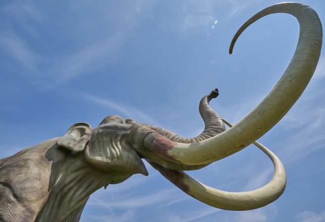 Ancient Mammoth Tusks Contained Earliest Ever Drawings Of Asian Camels