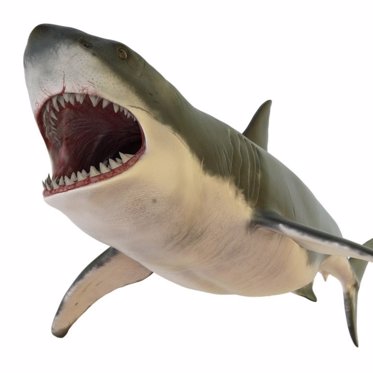 Two New Species Of Prehistoric Sharks Identified In Southern United States
