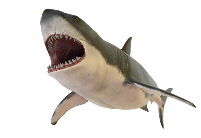 Two New Species Of Prehistoric Sharks Identified In Southern United States