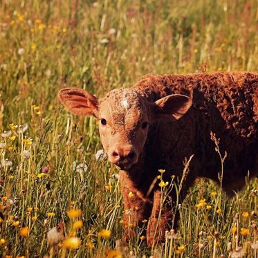 Mysterious Cattle Mutilation Occurs in England