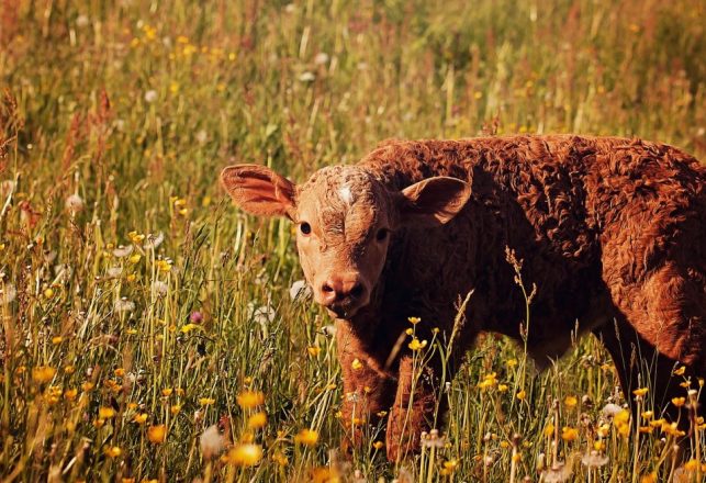 Mysterious Cattle Mutilation Occurs in England