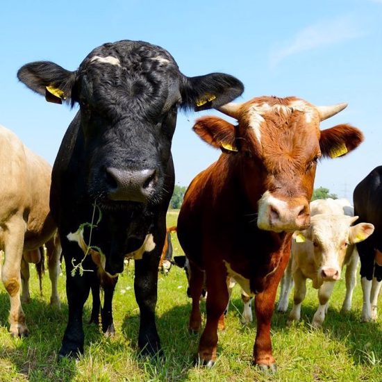 Science Proves Farm Animals Really Can Sense Earthquakes Before They Happen