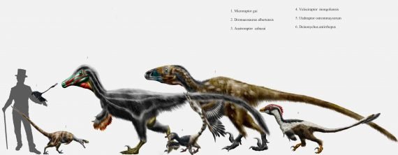 dromaeosaurid 570x222