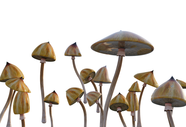 Magic Mushrooms May Be On the Washington DC Ballot in November