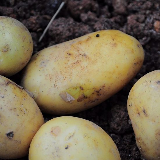 Ghost Throwing Potatoes in India May Be Lost and Far From Home