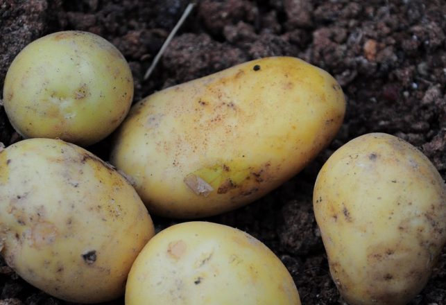 Ghost Throwing Potatoes in India May Be Lost and Far From Home