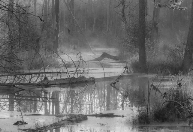 “Sinister Swamps” – A New Book Reviewed