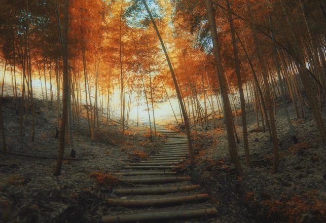 Strange Cases of Mysterious Stairs in the Wilderness That Lead to Nowhere