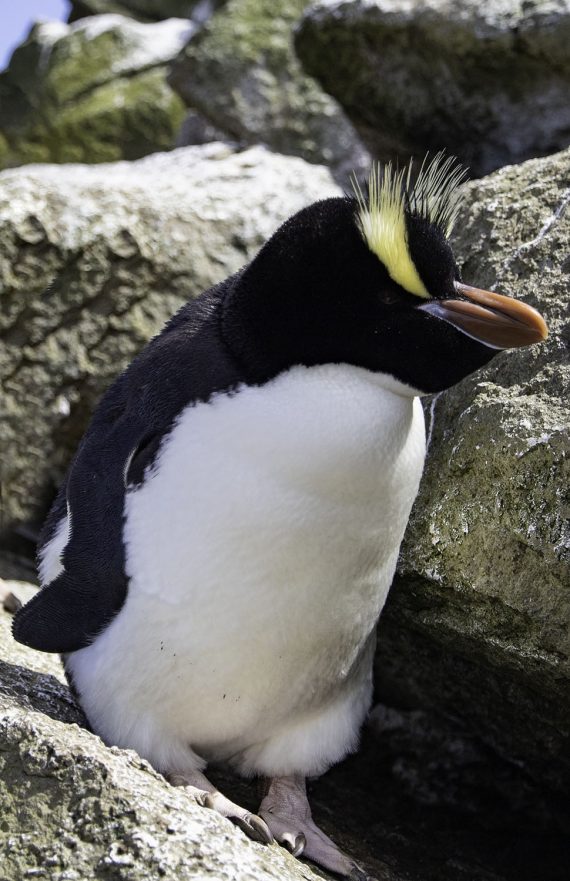 Crested Penguin 570x881