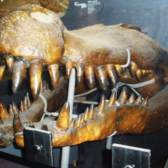 Prehistoric “Terror Crocodiles” Had Teeth The Size Of Bananas