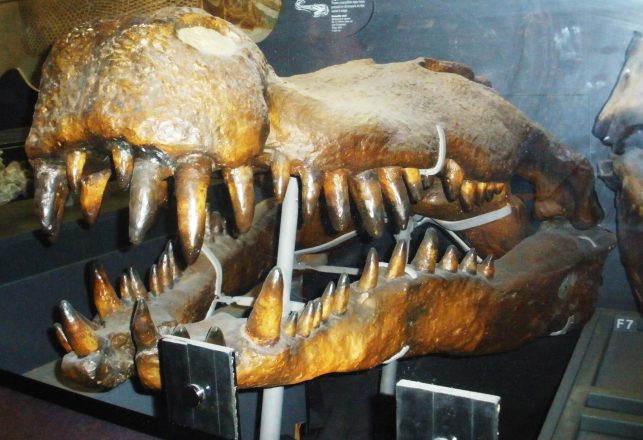 Prehistoric “Terror Crocodiles” Had Teeth The Size Of Bananas