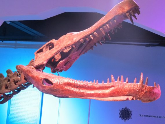Deinosuchus riograndensis 570x428