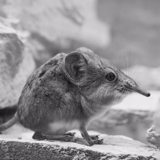 Tiny Elephant Shrew “Lost To Science” For 50 Years Has Finally Been Found