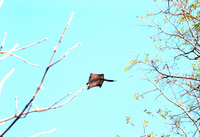 Flying Squirrel Thought To Be Extinct For 70 Years Has Been Rediscovered