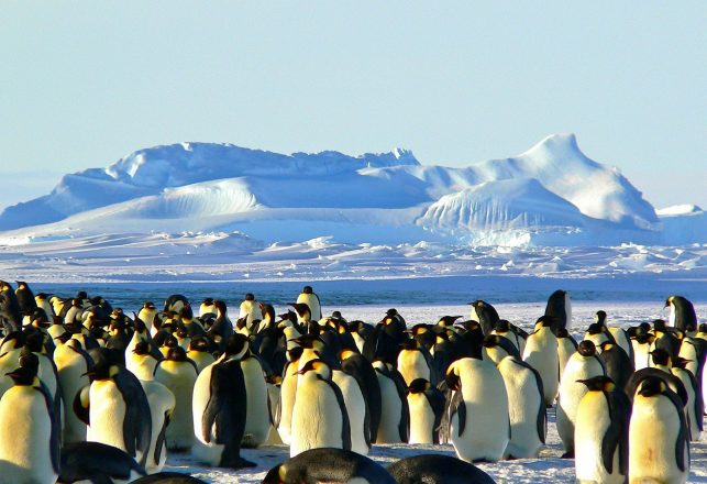 Prehistoric Penguins With Yellow Feathers May Be The “Missing Link” To Modern Species