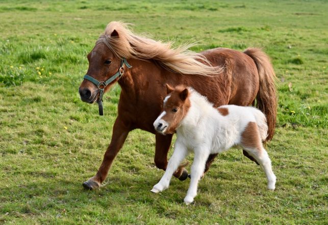 Tiny Prehistoric Horse Was The Size of a Small Dog and Looked Like a Badger