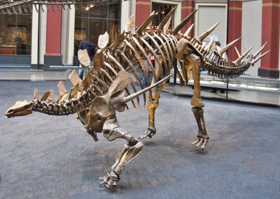 Stegosaur 570x405