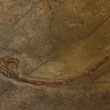 Odd-Looking Prehistoric Reptile Had a Giraffe-Like Neck And Hunted In The Ocean