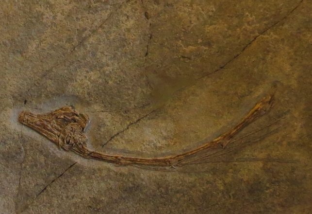 Odd-Looking Prehistoric Reptile Had a Giraffe-Like Neck And Hunted In The Ocean