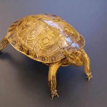 Extremely Rare Golden Turtle Has Been Compared To A Hindu God