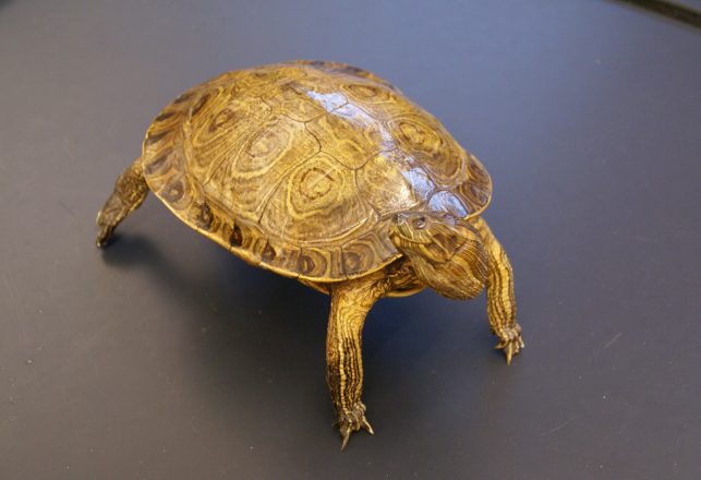 Extremely Rare Golden Turtle Has Been Compared To A Hindu God