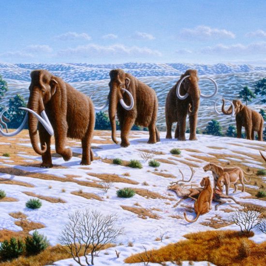 Woolly Rhinos Were Wiped Out By Climate Change And Not By Humans
