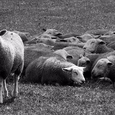 The Strange Case of the Great Sheep Panics of Oxfordshire