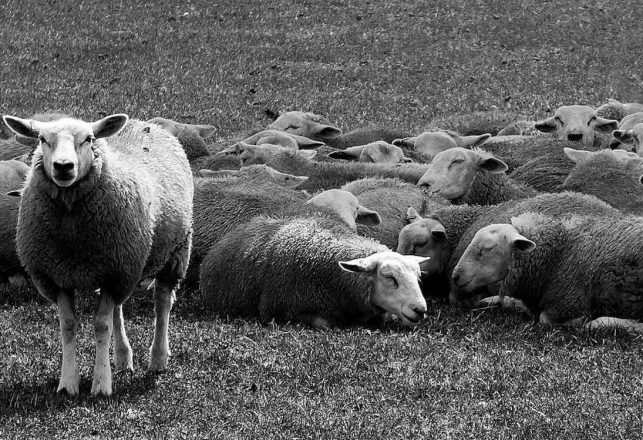 The Strange Case of the Great Sheep Panics of Oxfordshire