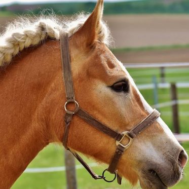 Researcher Claims Bigfoot is Braiding Shredded Flags and Horse Manes