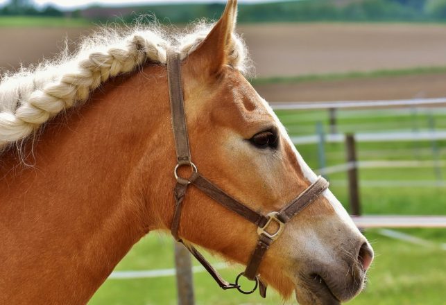 Researcher Claims Bigfoot is Braiding Shredded Flags and Horse Manes