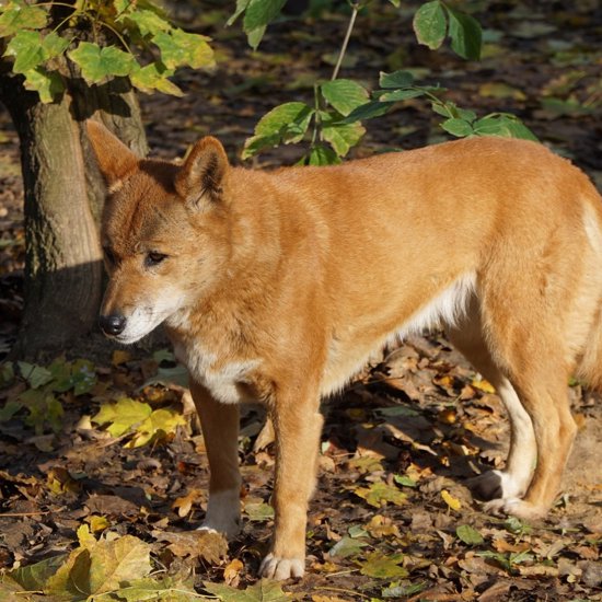 “Singing” Dog Presumed Extinct In The Wild For 50 Years Has Been Rediscovered
