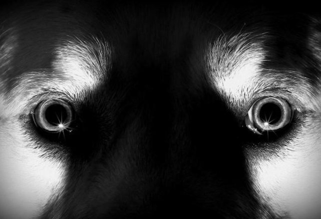 Creepy Tales of Dogs and the Paranormal