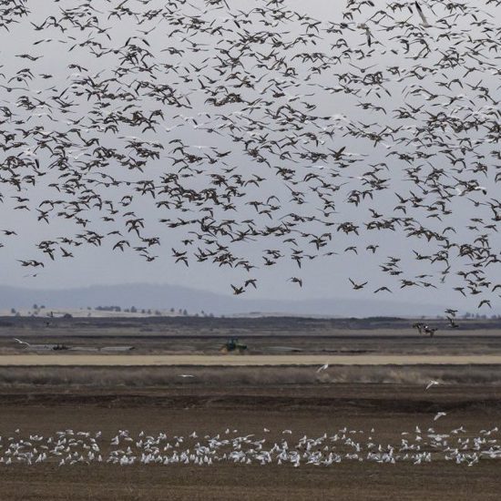 Millions of Dead Birds Fall From the Sky Across New Mexico and the Southwest